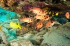 Soldierfish, grunts, Tortola, BVI