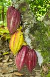 Cuba, Baracoa Cacao Pods Hanging On Tree