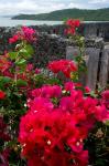 Flowering Bougainvillea & Ruins, Chateau Dubuc, Martinique, French Antilles, West Indies