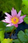 Martinique, West Indies, Water lily flower