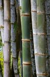 Bamboo, Jardin De Balata, Martinique, French Antilles, West Indies