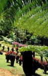 Tropical Plants at the Pitons du Carbet, Martinique, Caribbean