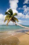 Coconut Grove Beach, Cades Bay, St Kitts, Caribbean