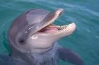 Bottlenose Dolphin, Caribbean