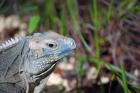Iguana lizard, Queen Elizabeth II Park, Grand Cayman