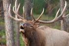 Canada, Alberta, Jasper National Park Bull elk bugling