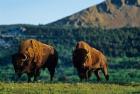 Bison bulls, Waterton Lakes NP, Alberta Canada