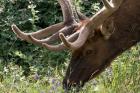 Portrait of Elk Feeding at Jasper National Park, Canada