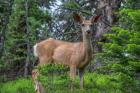 Deer In The Assiniboine Park, Canada