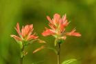 Jasper National Park, Alberta, Canada Red Indian Paintbrush Wildflower