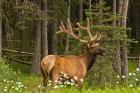 Bull Elk, Bow Valley Parkway, Banff National Park, Alberta, Canada
