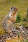 British Columbia, Banff NP, Columbian ground squirrel