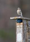 Mountain Bluebirds, British Columbia, Canada