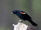 British Columbia, Red-winged Blackbird