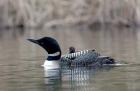 British Columbia Common Loon with chick