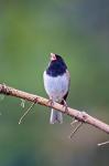 British Columbia, Dark-eyed Junco bird, singing