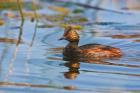 British Columbia, Eared Grebe bird in marsh