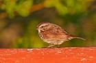 British Columbia, Song Sparrow bird, bridge raining