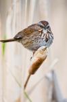 British Columbia, Song Sparrow bird on cattail
