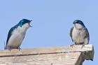 British Columbia, Tree Swallows perched on bird house