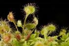 Sundew plant, Stanley Park, British Columbia