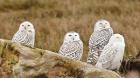 Flock of Snowy Owl, Boundary Bay, British Columbia, Canada