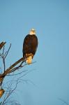 Bald Eagle, Vancouver, British Columbia, Canada