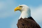A Bald Eagle At Bowron Lake In Bowron Lake Provincial Park, BC