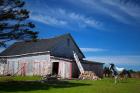 Weathered barn and horse, Guysborough County, Nova Scotia, Canada