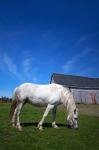 White Horse and Barn, Guysborough County, Nova Scotia, Canada