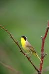 Canada, Quebec, Mount St Bruno Conservation Park Common Yellowthroat Singing