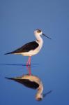 Black-Winged Stilt Bird