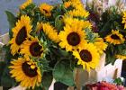 Market Sunflowers, Nice, France