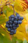 Beaujolais Red Grapes in Autumn