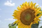 Sunflowers Blooming Near Lavender Fields