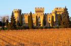 Vineyard with Syrah Vines and Chateau des Fines Roches