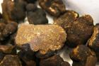 Truffles at La Truffe de Ventoux Truffle Farm