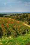 Chateau Romanin Vineyard, St Remy de Provence France