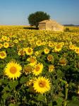 France, Provence, Old Farm House In Field Of Sunflowers