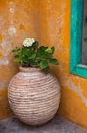 Flower in pot, Crete, Greece