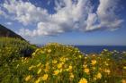 Europe, Greece, Santorini Wildflowers And Ocean Landscape