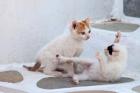 Kittens Playing, Mykonos, Greece