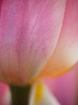 Macro Of Colorful Tulip 1, Netherlands