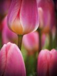 Macro Of Colorful Tulip 2, Netherlands