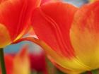 Macro Of Colorful Tulip 3, Netherlands