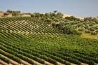 Spain, Andalusia, Cadiz Province Vineyard Field and Olive Grove