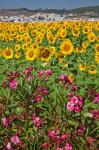 Spain, Andalusia, Cadiz Province, Bornos Sunflower Fields