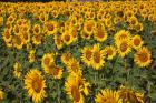 Spain, Andalusia, Cadiz Province Sunflower Fields