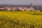 Yellow mustard flowers, Elvillar Village, La Rioja, Spain