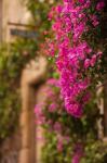 Flower-covered Buildings, Old Town, Ciudad Monumental, Caceres, Spain